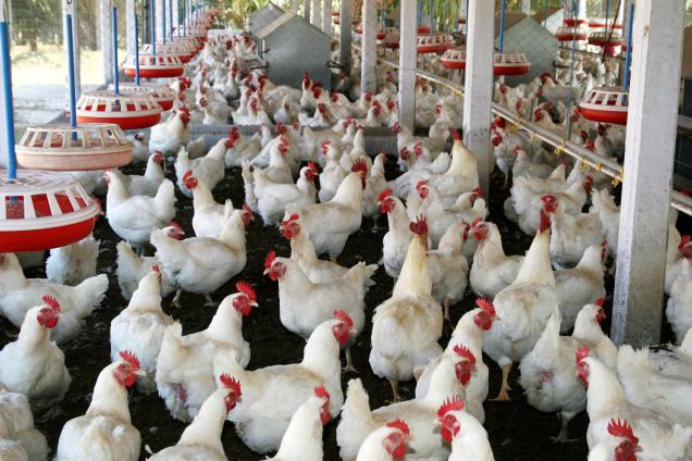 Business plan on poultry farming pdf